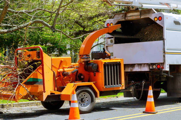 Best Tree Preservation Services  in La Mesa, CA