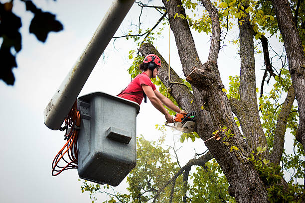 How Our Tree Care Process Works  in  La Mesa, CA